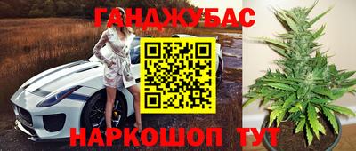 сатива Гай